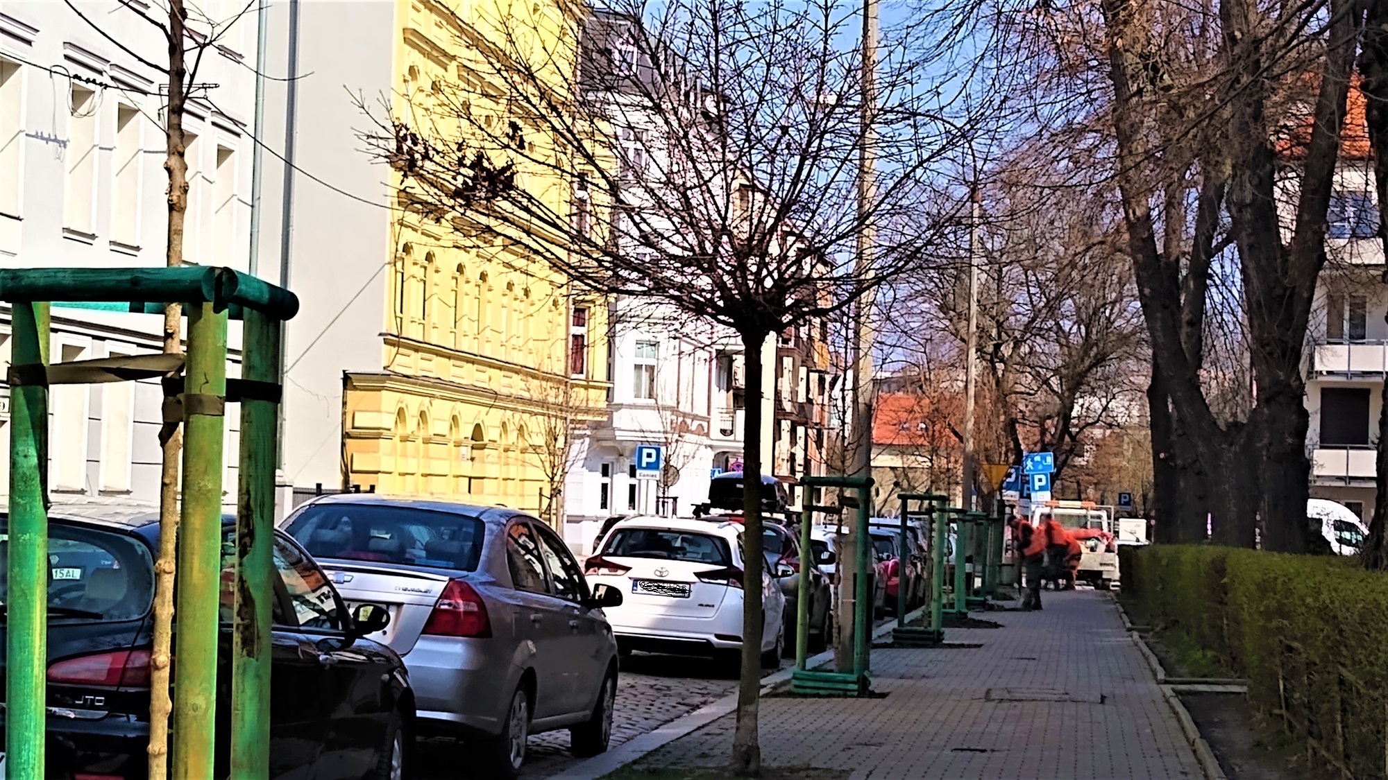 drzewa w pasie drogowym