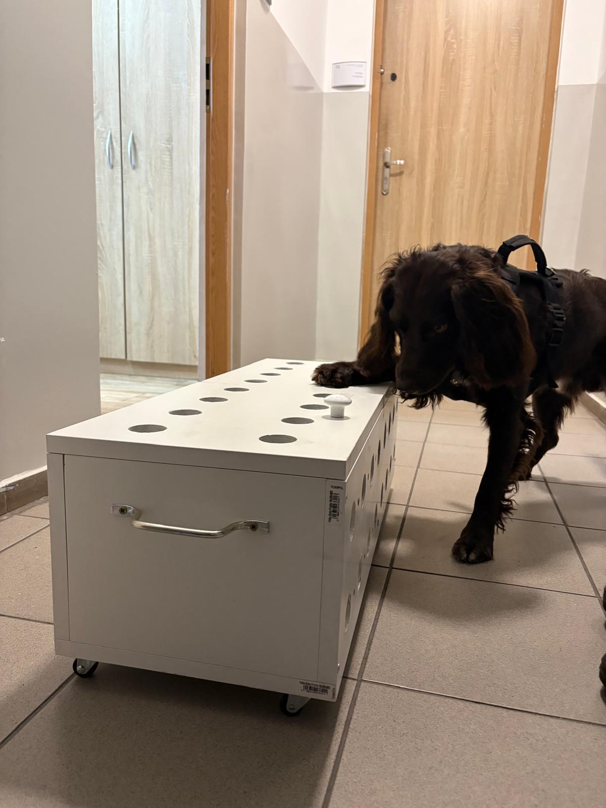 Nokaut podczas ćwiczeń w jednostce