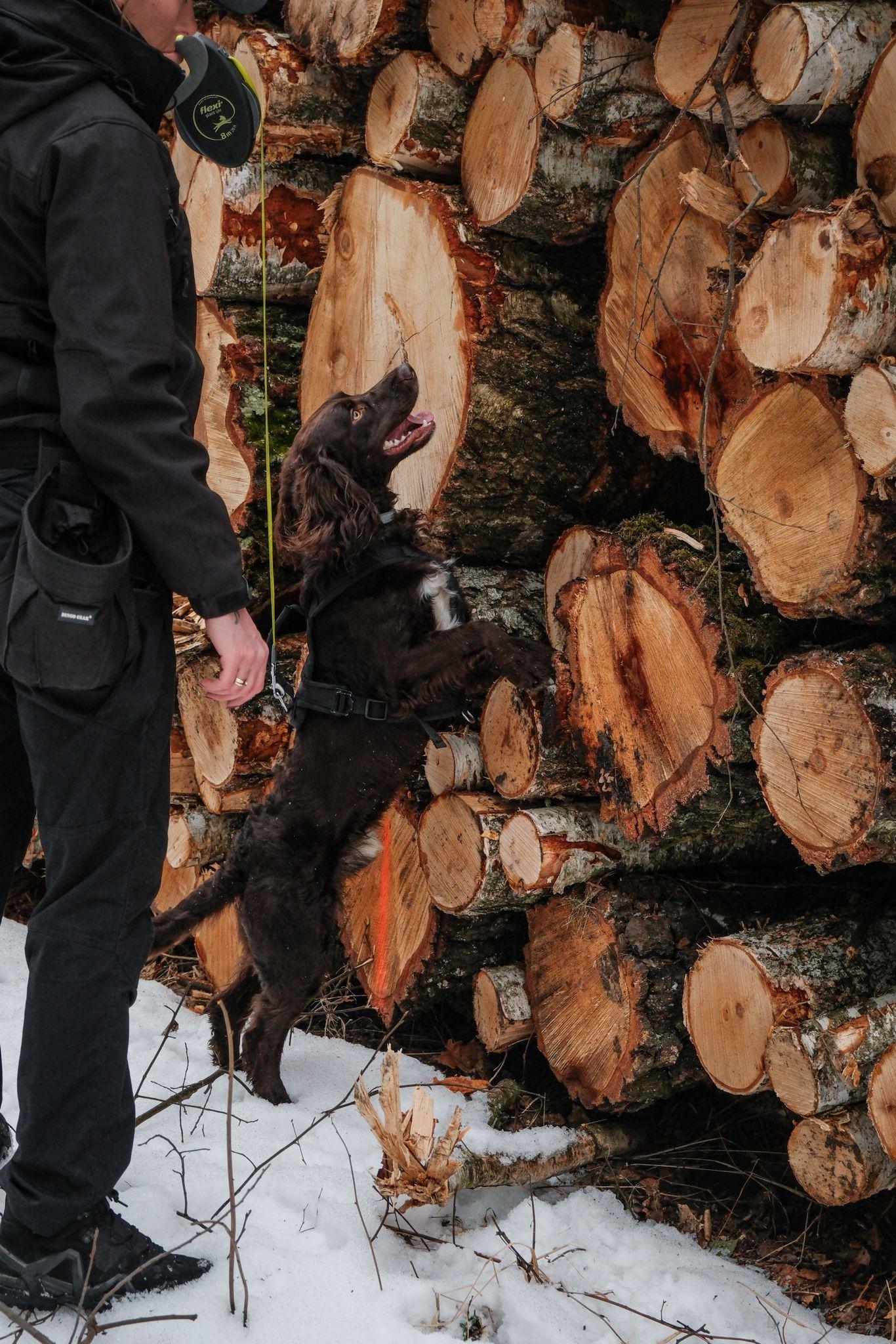 Nokaut wąchający drewniane belki