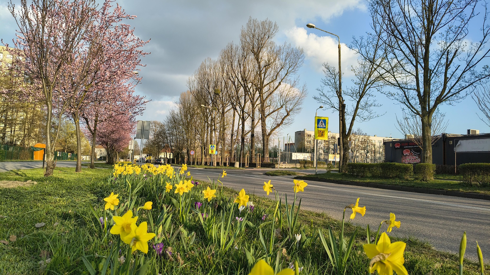 żółte kwiaty w pasie drogowym i drzewa kwitnące na różowo
