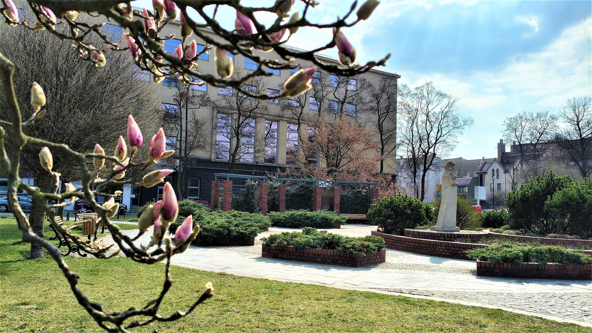 magnolie przy Urzędzie Miejskim