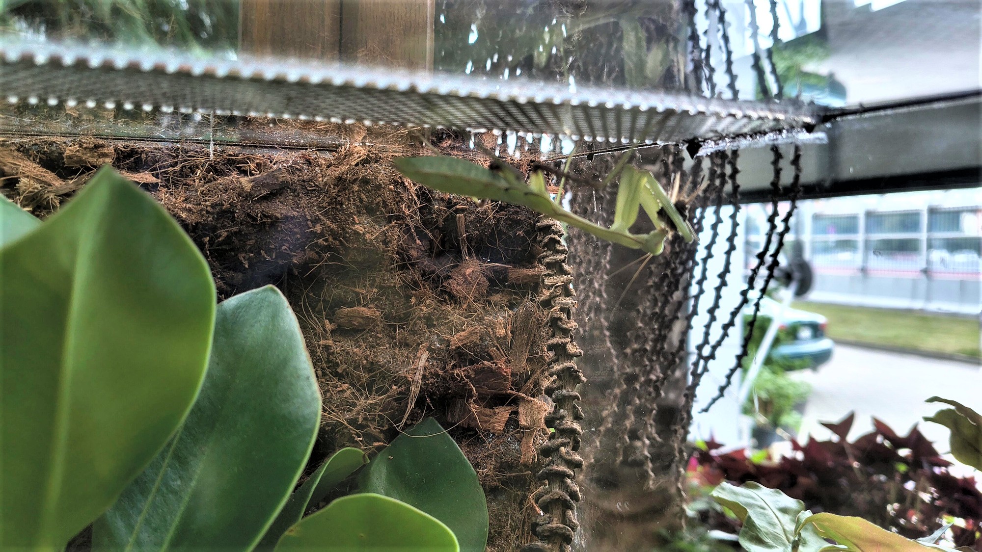 modliszka w terrarium