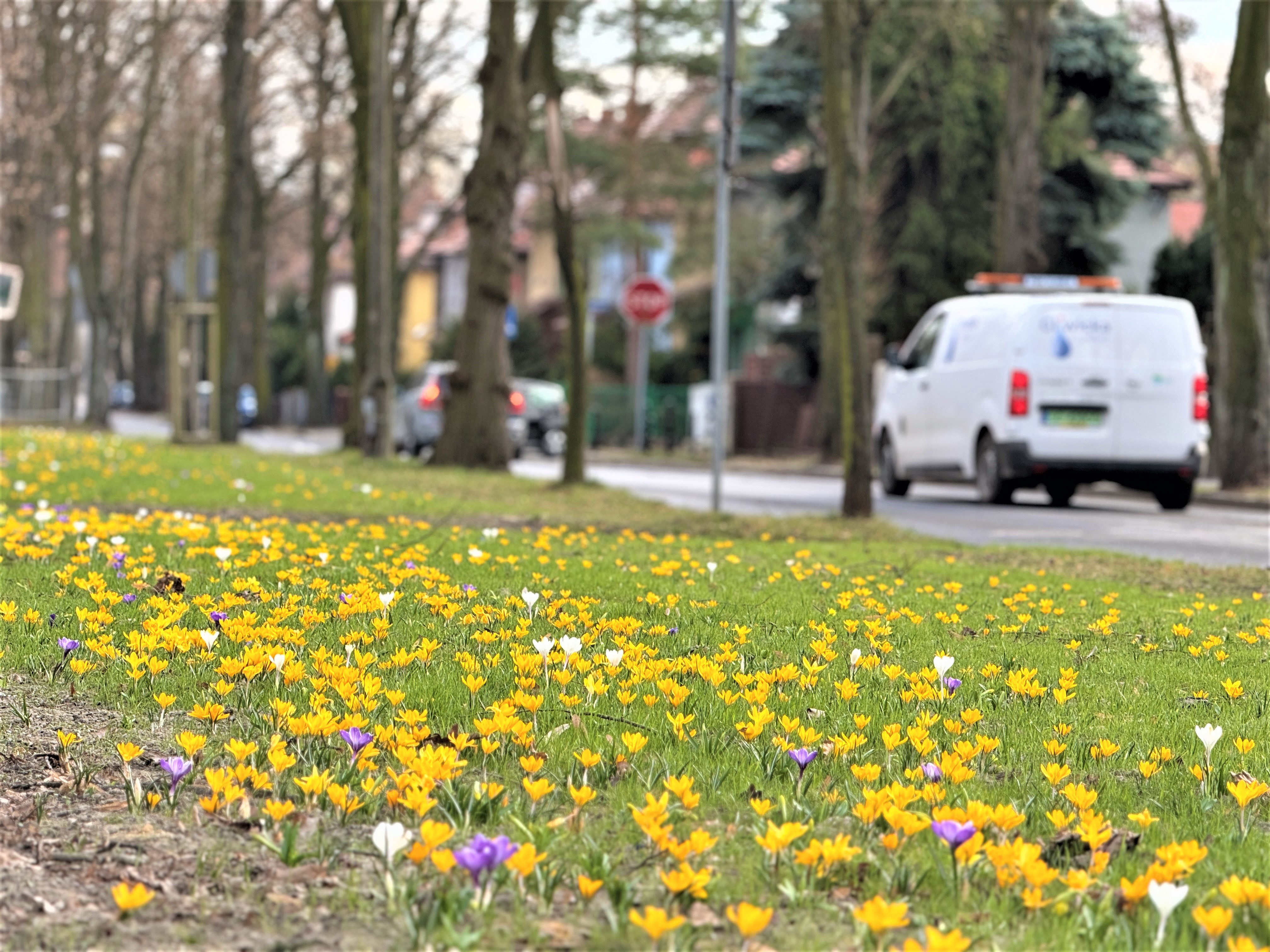 Fot. K.Róg/UM Gliwice kwiaty przy ulicy. Żółte