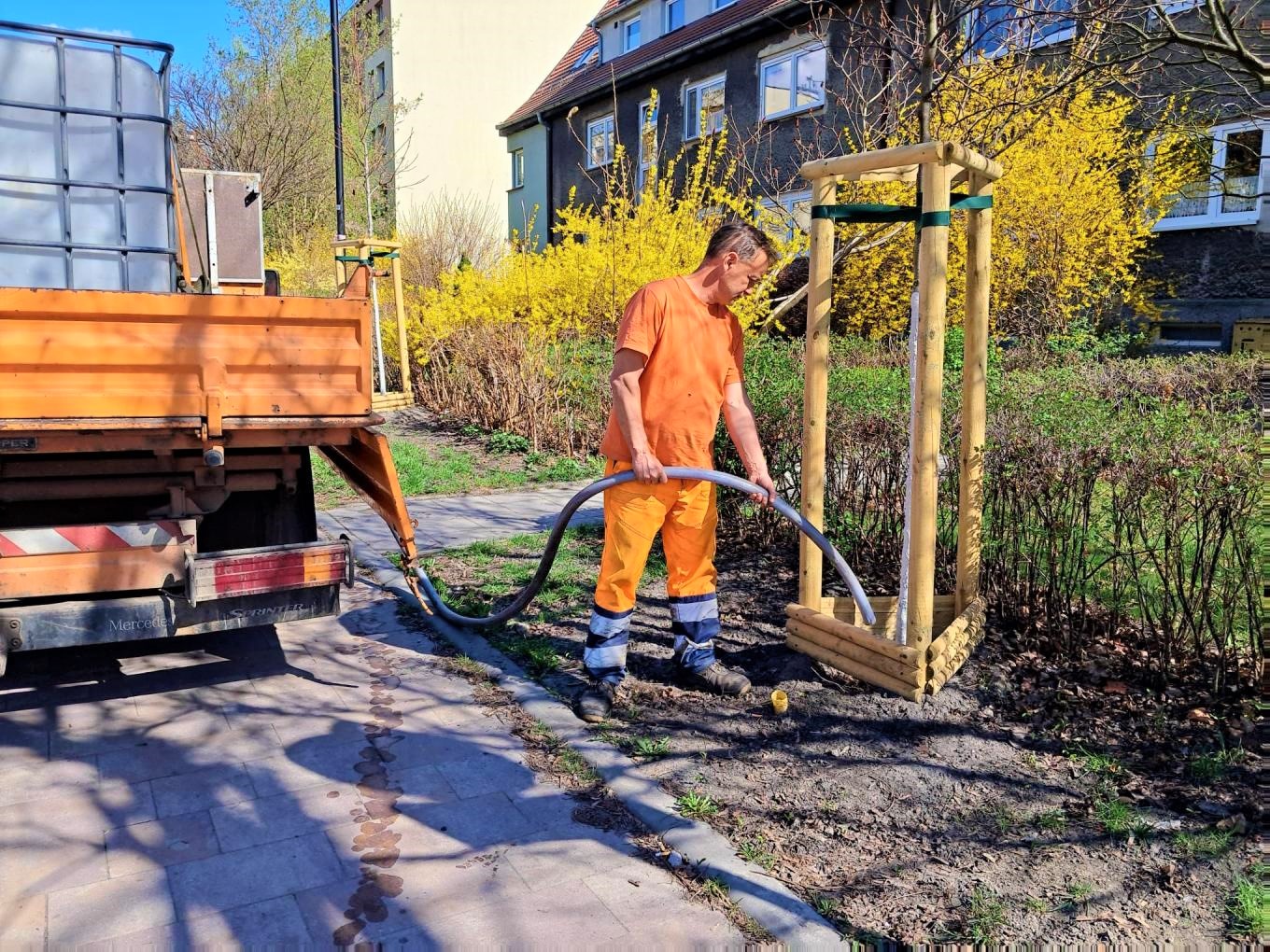 człowiek w pomarańczowym kombinezonie podlewa drzewo
