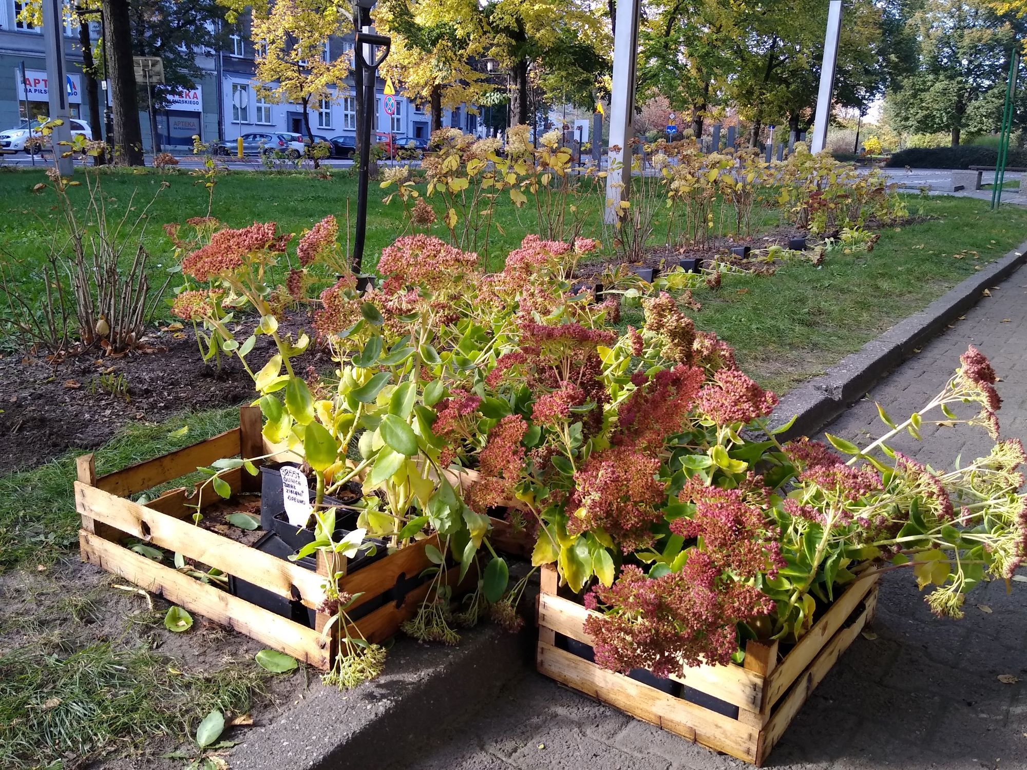Fot. M.Foltyn/UM Gliwice nowe sadzonki w skrzynkach