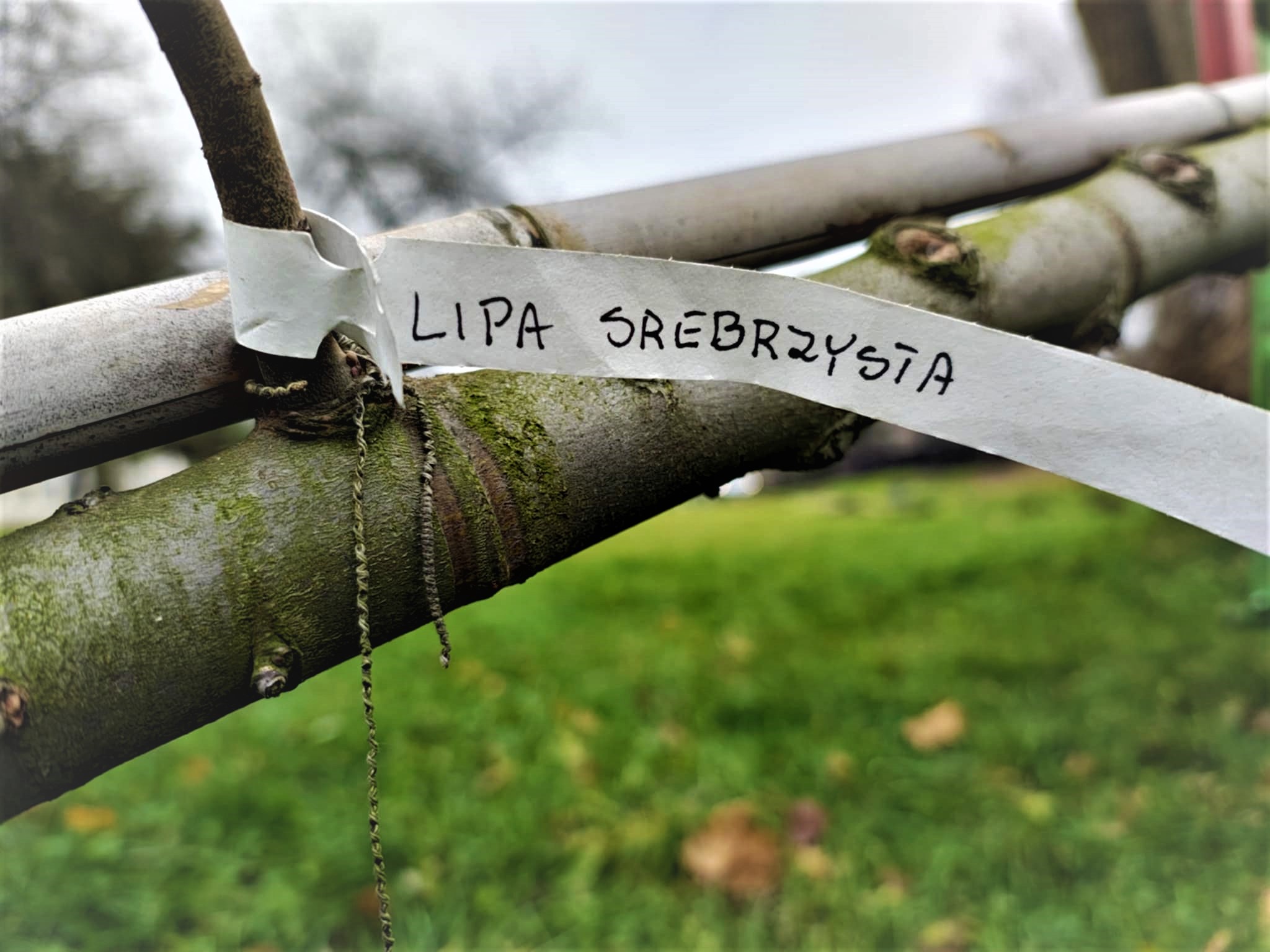 Fot. materiały MZUK w Gliwicach drzewko z karteczką z nazwa gatunku drzewa lipa srebnolistna