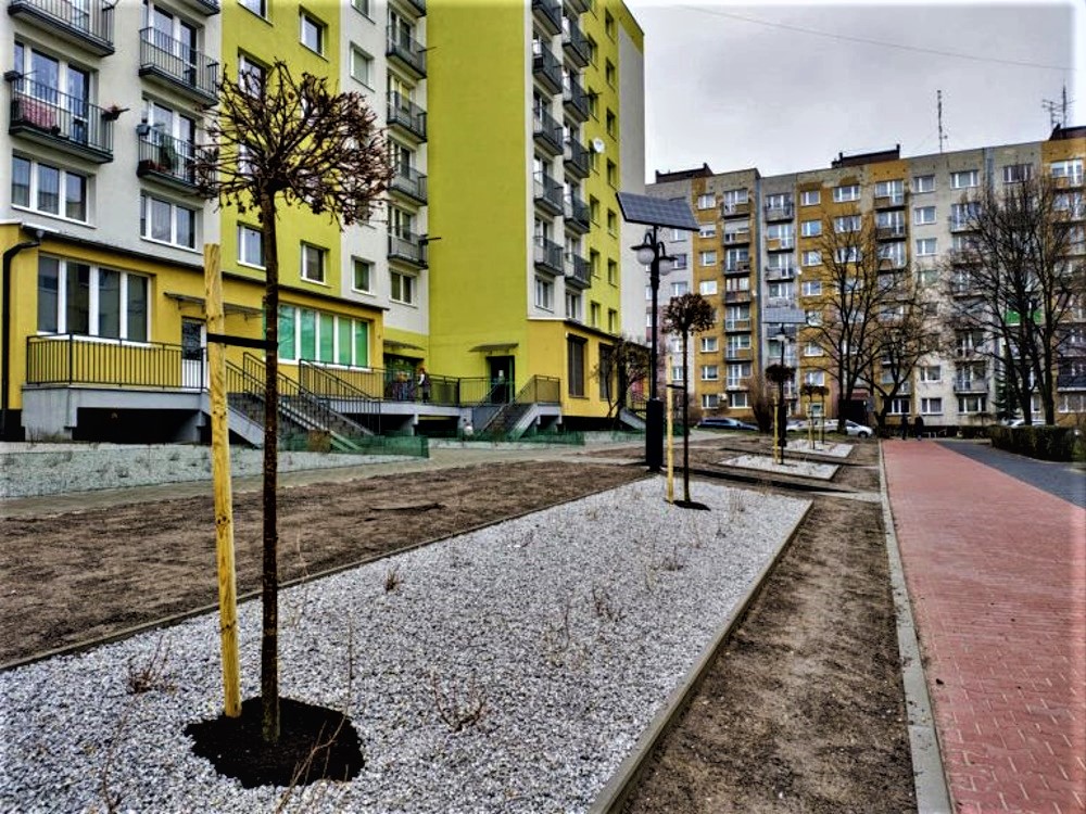 Nowe nasadzenia w Szobiszowicach. Fot. materiały MZUK w Gliwicach nasadzenia w Szobiszowicach