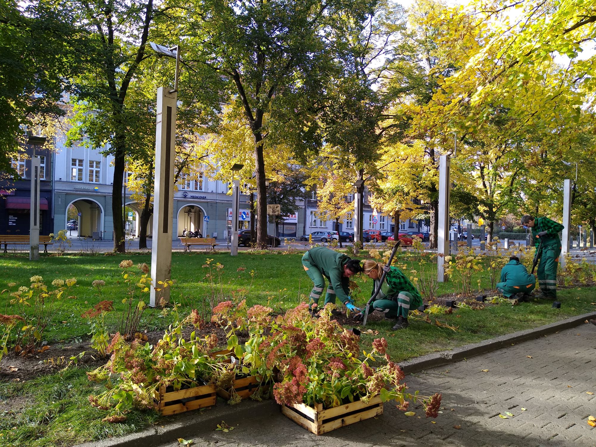 Fot. M.Foltyn/UM Gliwice pracownicy MZUK przy nasadzeniach