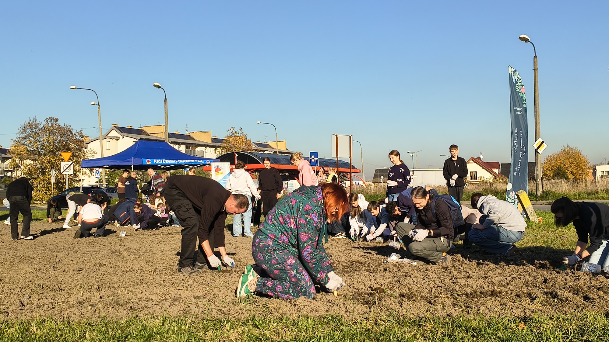 ludzie grzebią w ziemi i sadzą cebulki kwiatowe