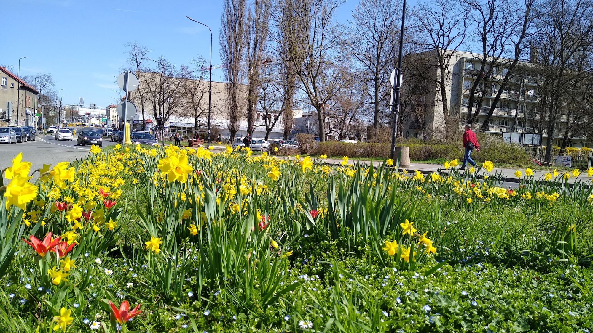 zielona trawa i żółte kwiaty przy ul. Dworcowej