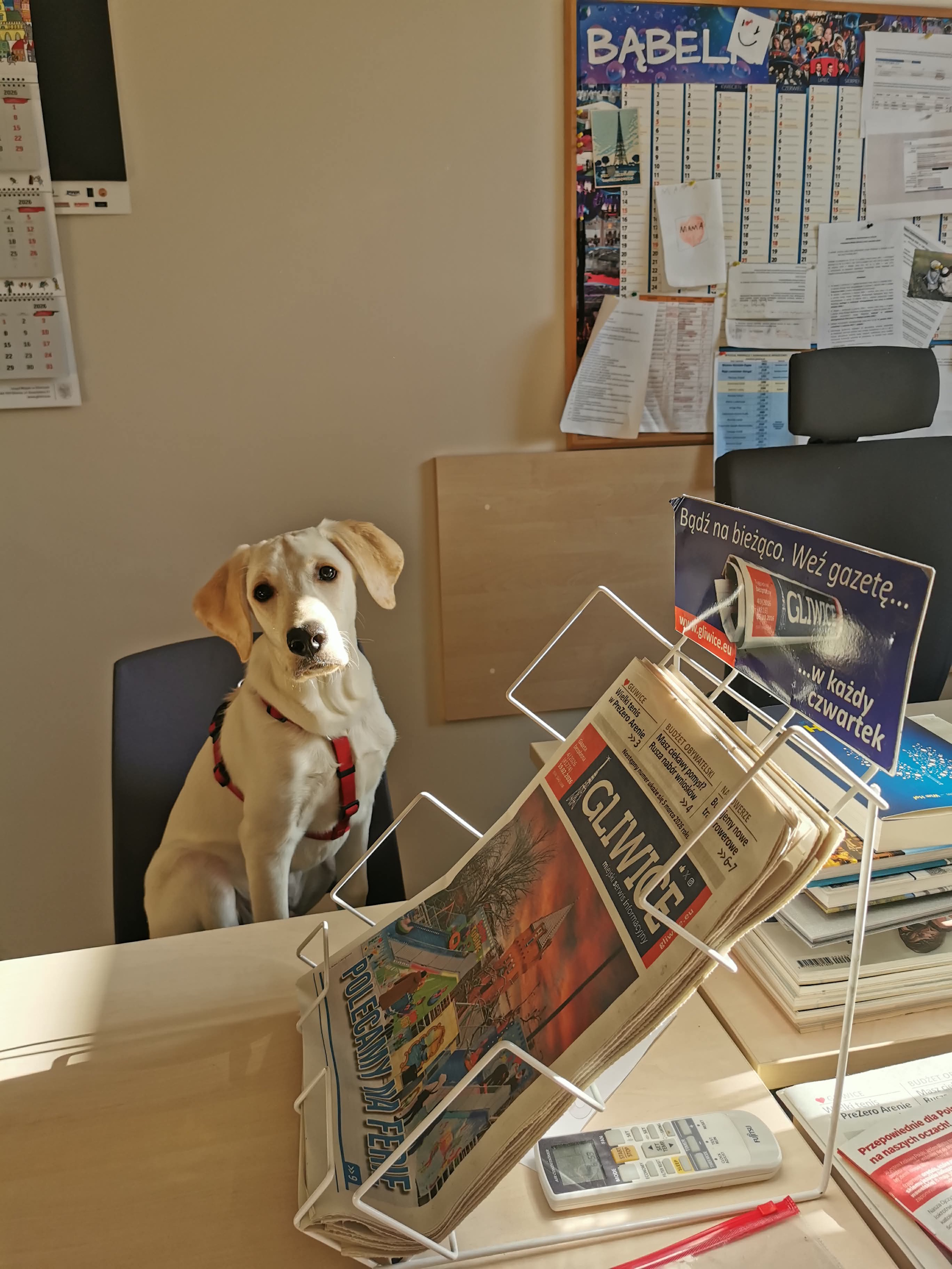 Pies w Urzędzie Miejskim w Gliwicach