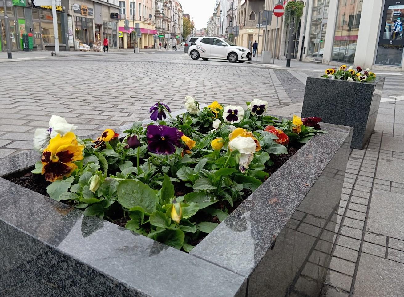 Fot. J. Jagiełło-Stiborska/ZDM Gliwice nasadzone bratki