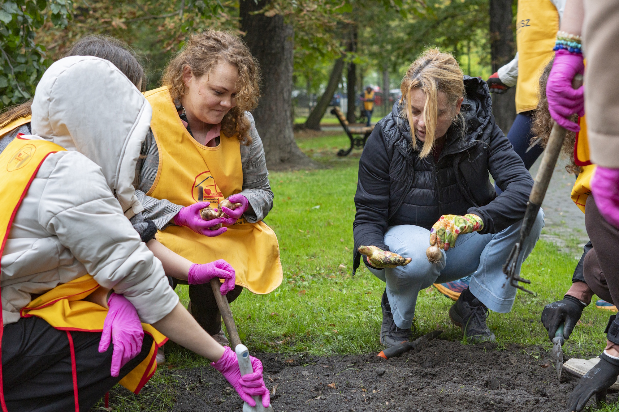 kobiety sadzą żonkile