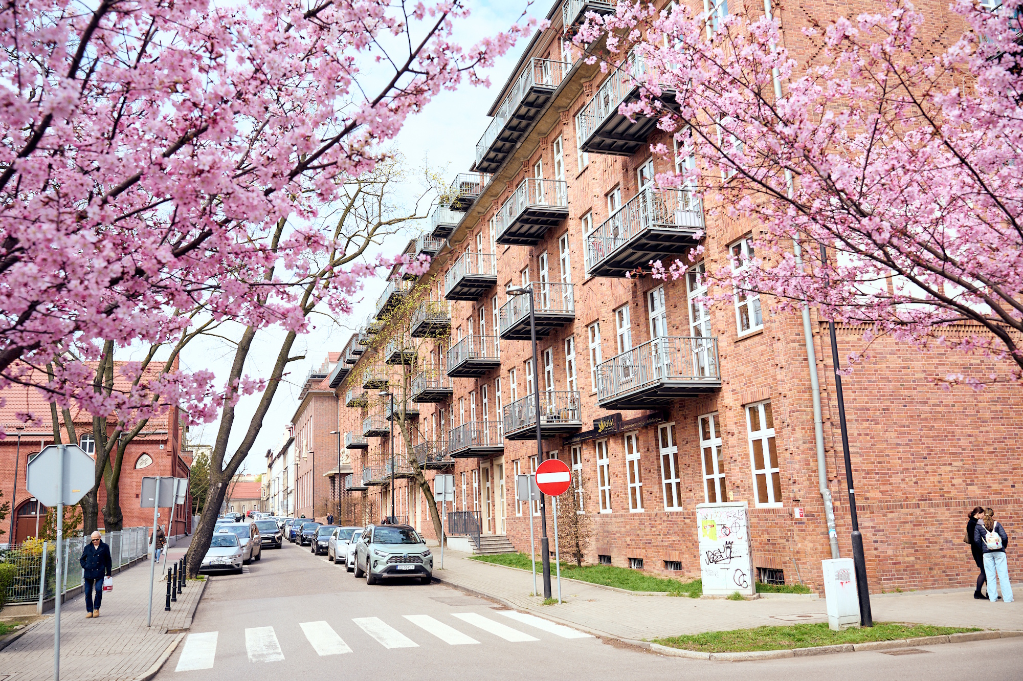 kwitnące drzewa, w tle kamienica