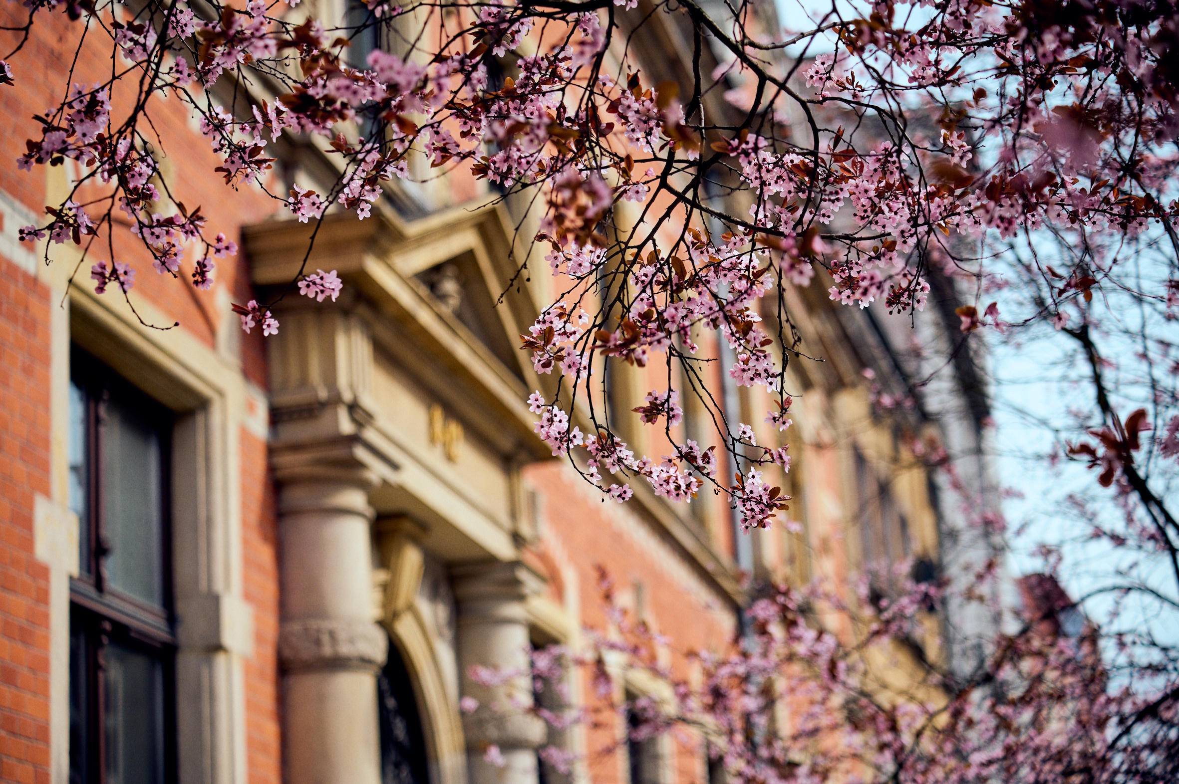 kwitnące na różowo drzewo, w tle fragment kamienicy