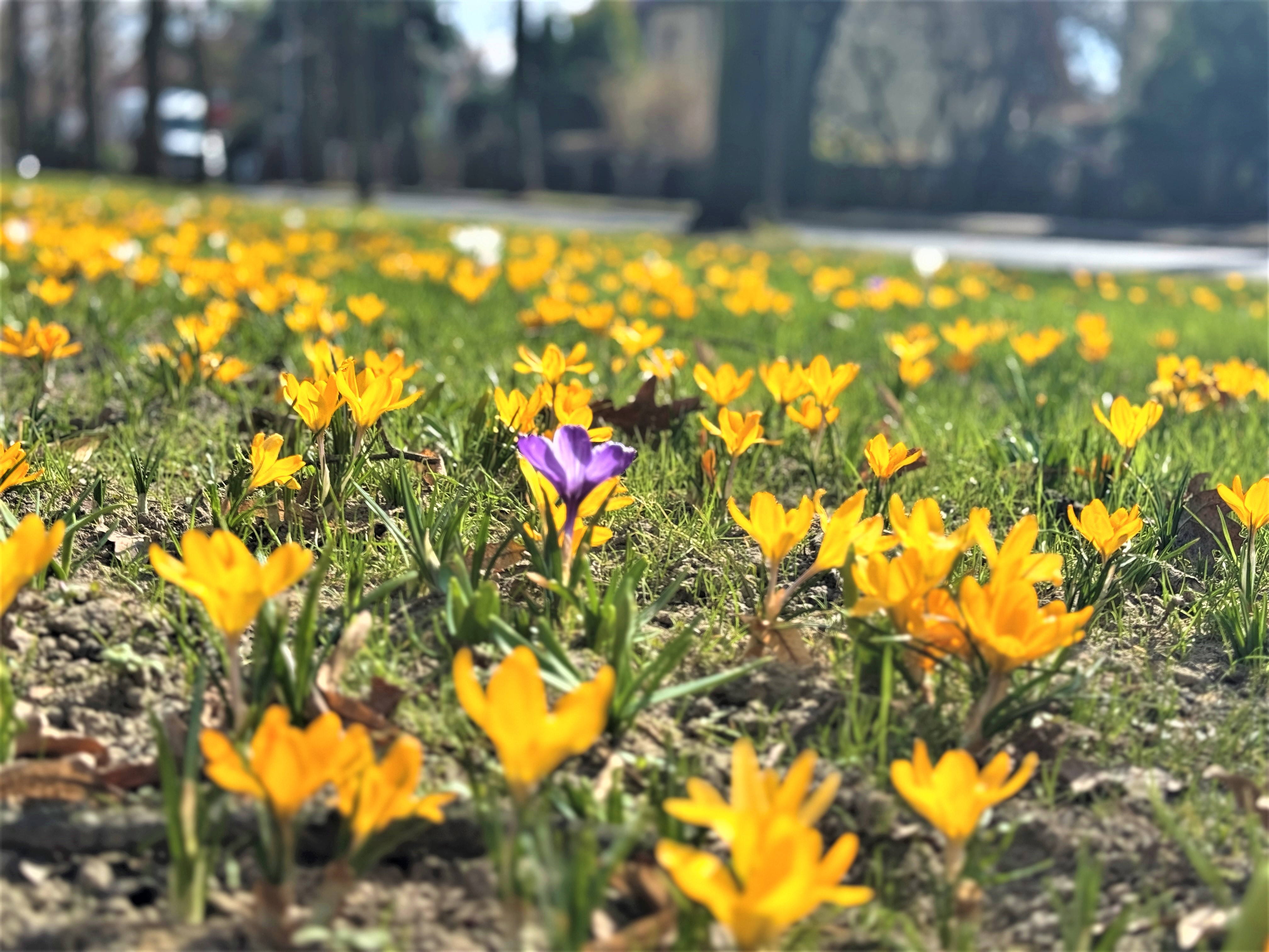 Fot. K.Róg/UM Gliwice żółte kwiaty, jeden fioletowy