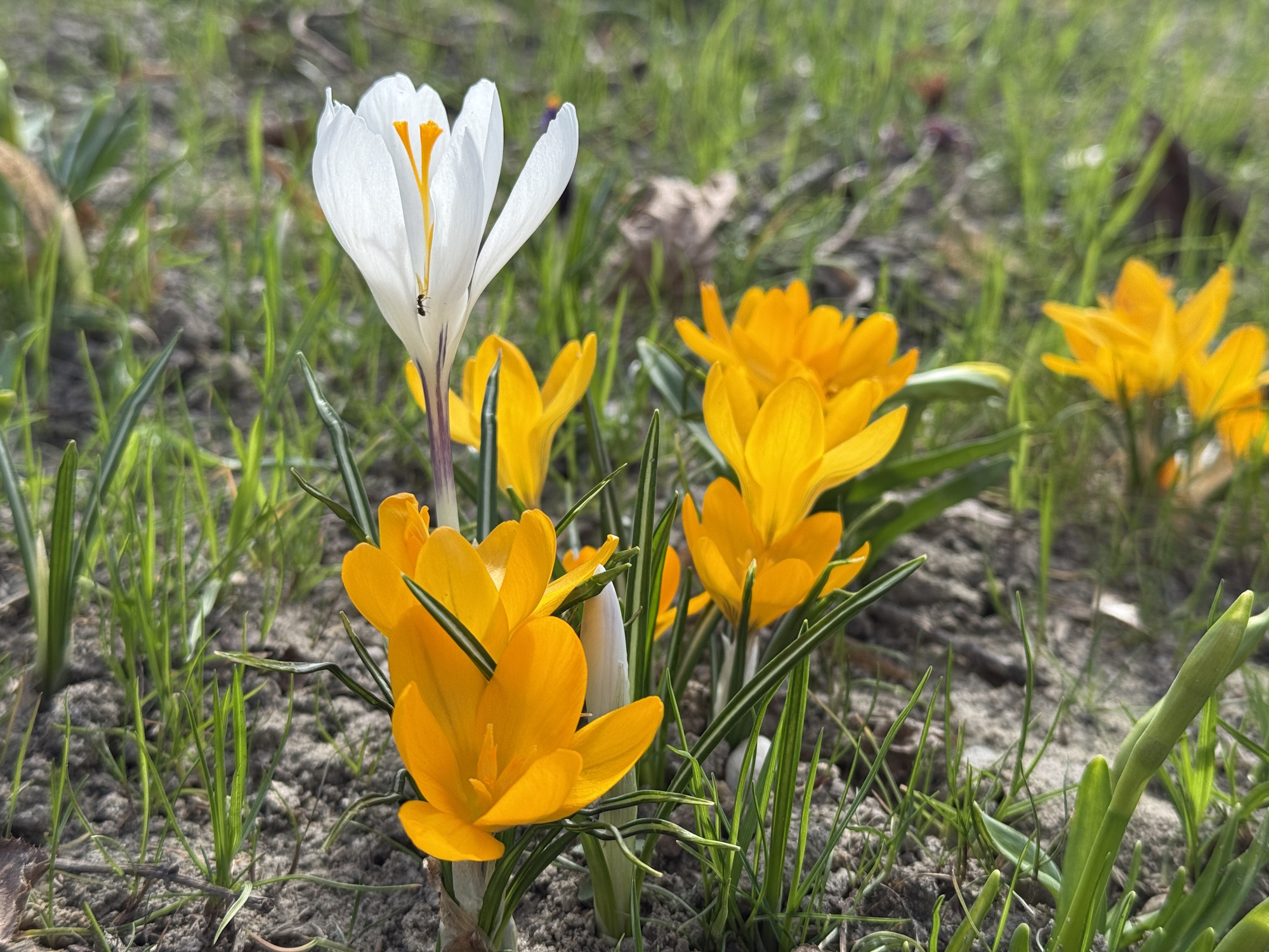 Fot. K.Róg/UM Gliwice kwiaty przy ul. Mickiewicza