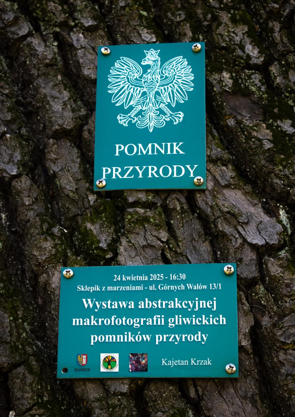 źródło: Środowiskowy Dom Samopomocy Fragment pnia drzewa z przypiętą zieloną tabliczką o treści: pomnik przyrody i z orłem z godła Polski. Poniżej prostokąt z informacją o wystawie: 24 kwietnia 2025 - 16:30 Sklepik z marzeniami, ul. Górnych Wałów 13/1. Wystawa abstrakcyjnej makrofotografii gliwickich pomników. Kajetan Krzak.