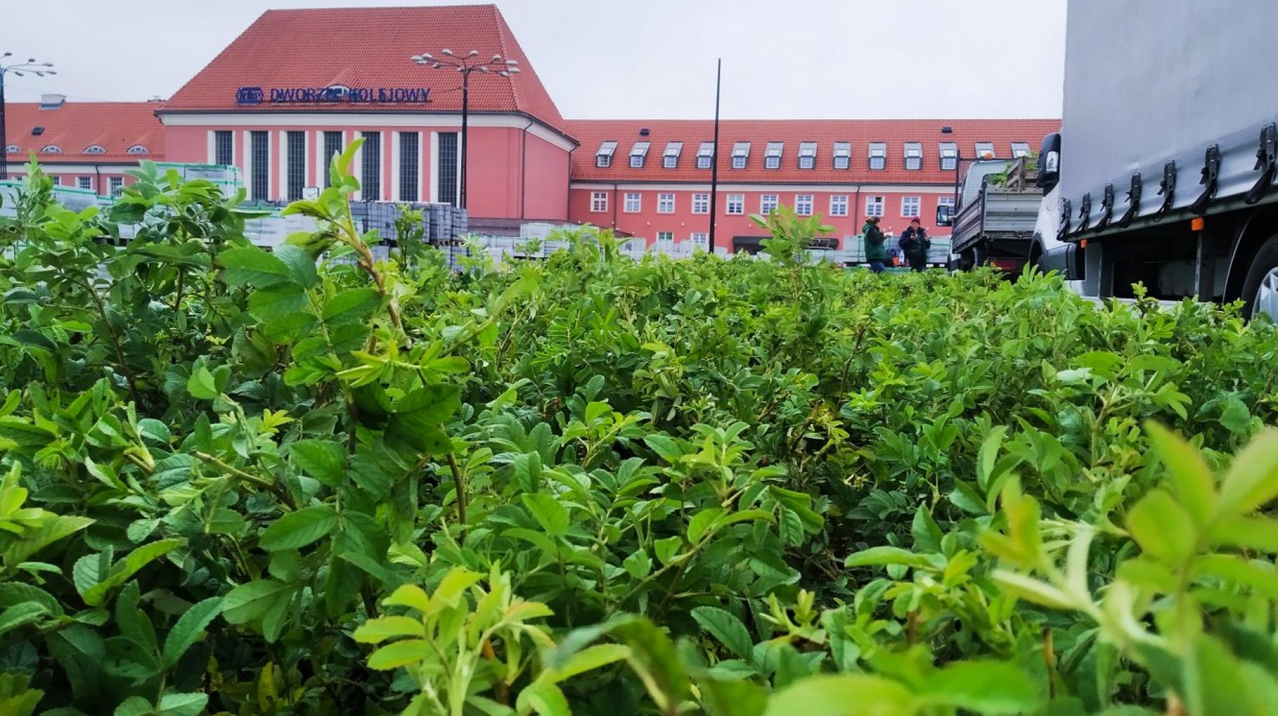 Berberysy i róże pojawiają się już przy placu dworcowym. Fot. ZDM w Gliwicach zieleń na placu dworcowym