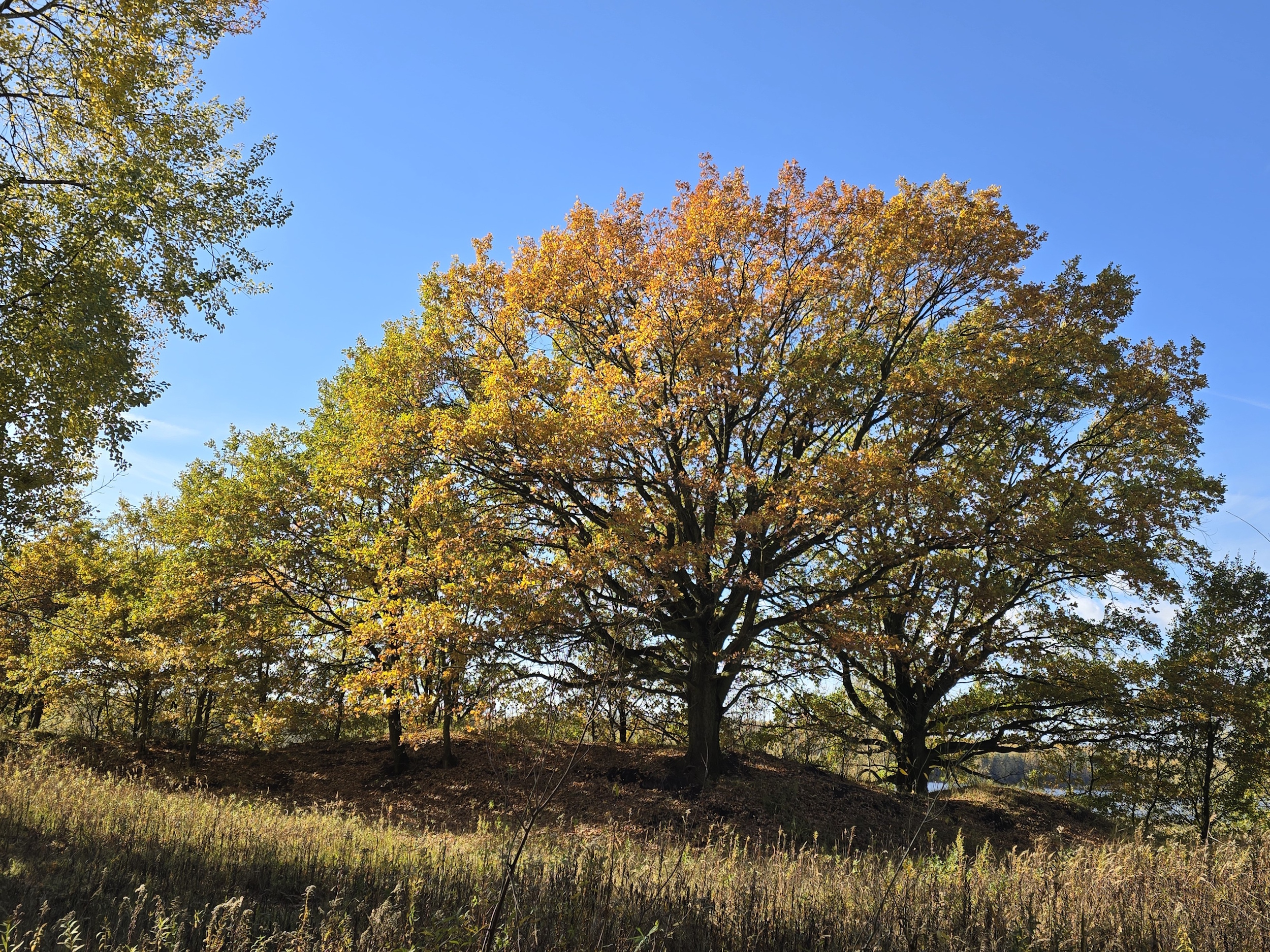 Dęby przy trzcinowisku obok ujścia rzeki Kłodnicy