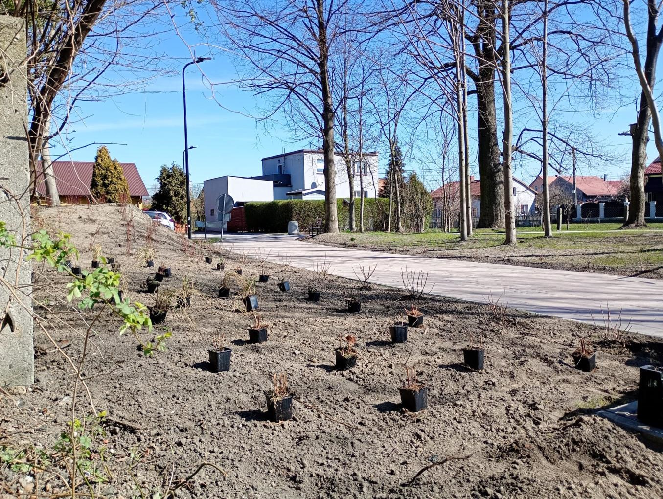 doniczki z roślinami ustawione na ziemi
