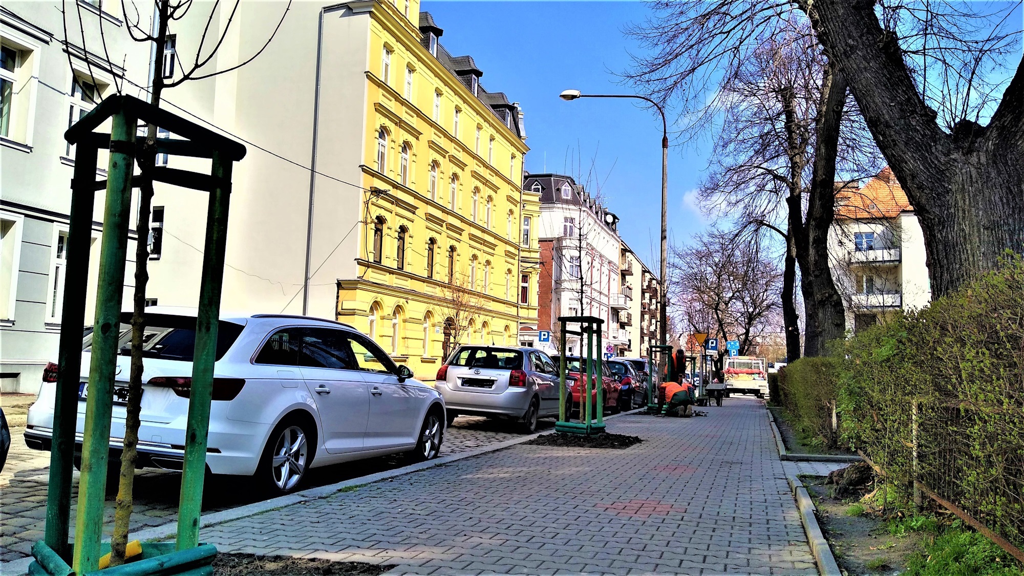 drzewa przy drodze, kamienice, ludzie sadzący drzewa