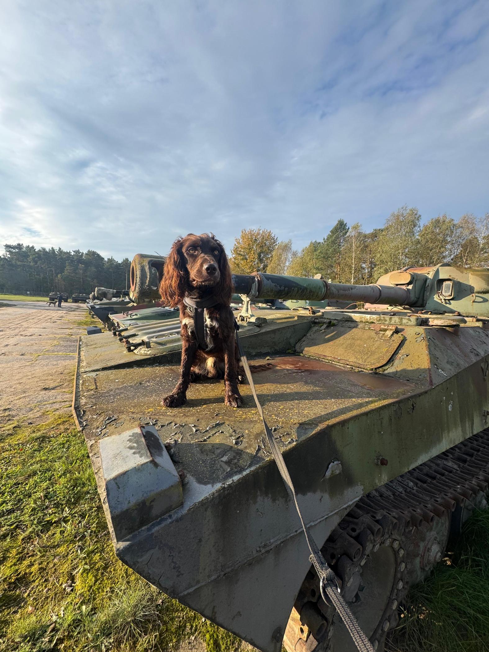Nokaut siedzący na czołgu
