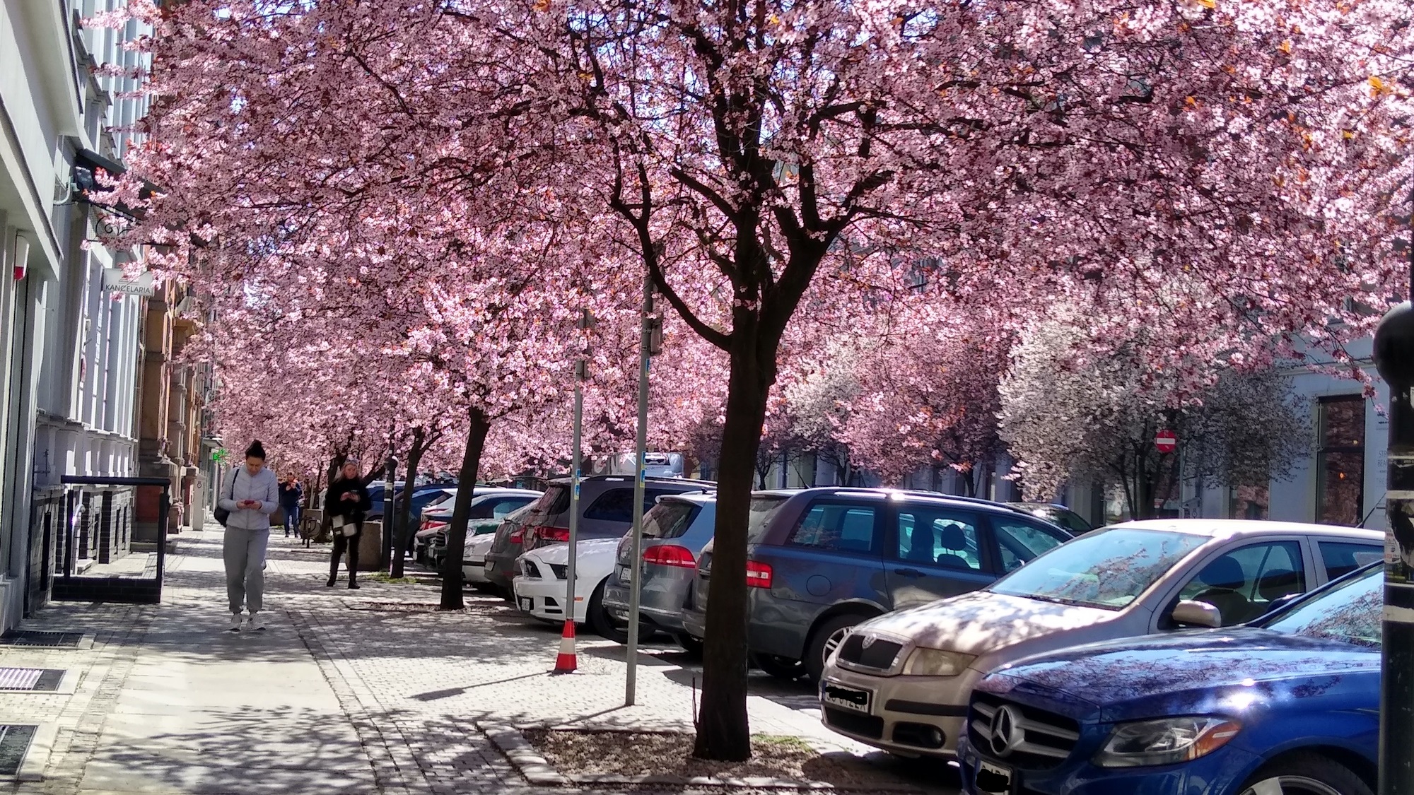 różowe drzewa na placu Inwalidów Wojennych