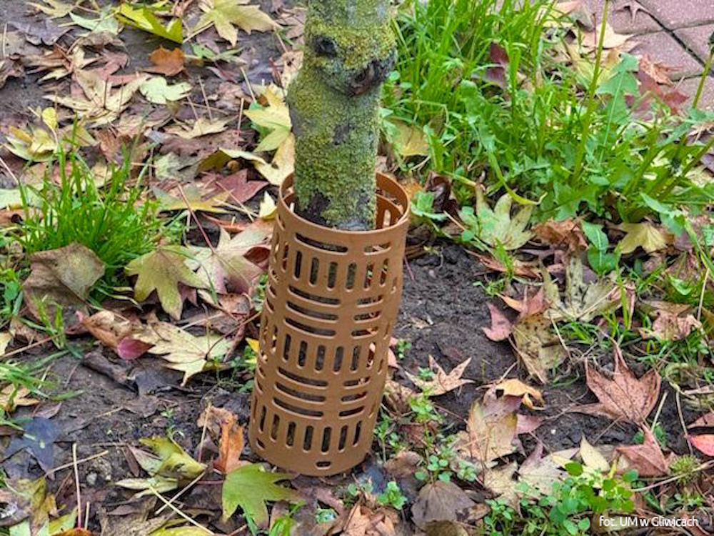 pień drzewka w osłonce