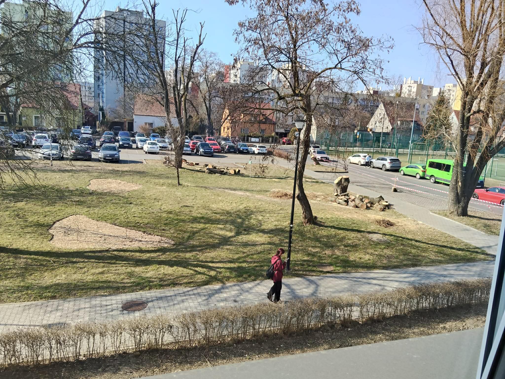 zielony plac z drzewami