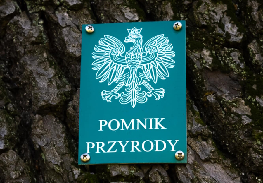 Fragment pnia drzewa z przypiętą zieloną tabliczką o treści: pomnik przyrody i z orłem z godła Polski.